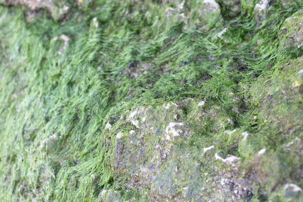 Mossy Wet Slippery Rocks — Stock Photo, Image