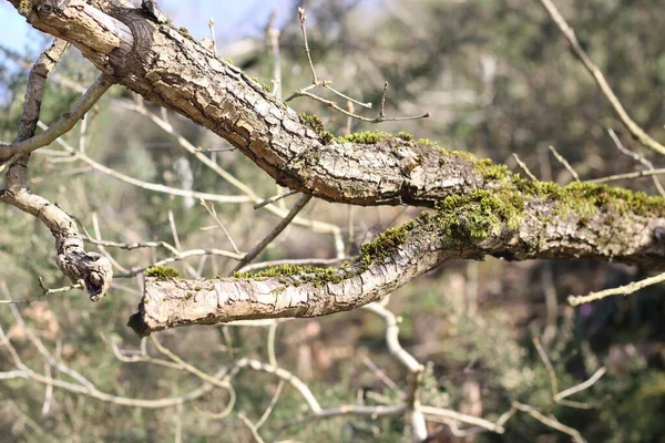 Větve Stromů Prasklinami Mechem — Stock fotografie