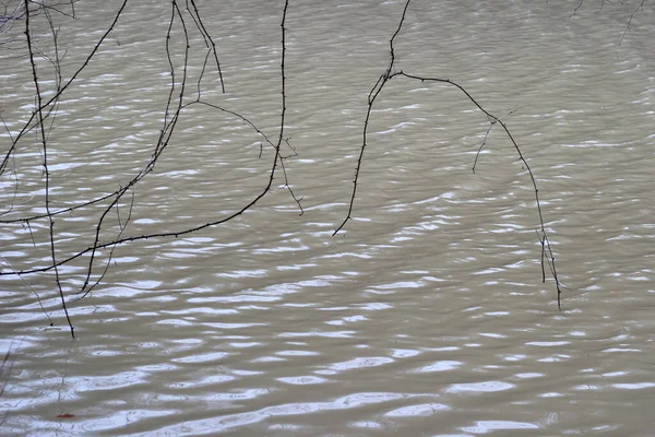 Тонкі Гілки Дерев Плавають Озерній Воді — стокове фото