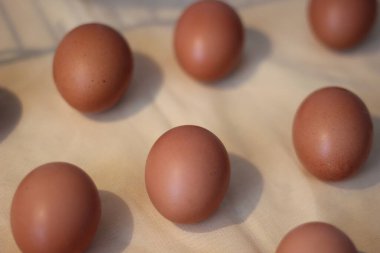 Düz zeminde sıralanmış çiğ kahverengi yumurtalar