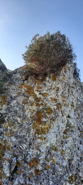 Rocce Vista Paesaggio Habitat Faunistico Con Una Pila Piante Cima — Foto Stock