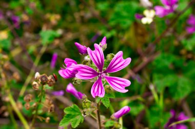 İlkbaharda açan mor menekşe çiçeği. Bulanık yeşil çimen ve lale seçici bir odak ile kapatın