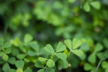 Baharda üç yaprak yoncası. Şanslı Alfalfa seçici bir odak ile yakın plan