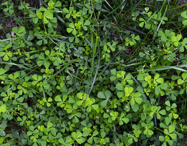 Trzy Liściaste Koniczyny Wiosną Lucky Alfalfa Zbliżenie Selektywnym Ukierunkowaniem — Zdjęcie stockowe