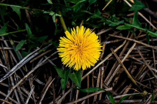 Dente Leão Amarelo Seu Ambiente Natural Primavera Close Taraxacum Com — Fotografia de Stock