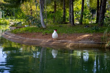Beyaz ördek parktan karşıya bakıyor.