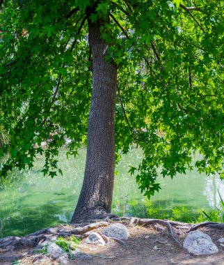 Yeşil yapraklı ağaç gölgesi göle yansıyor.
