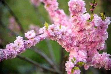 Bahar kiraz çiçekleri, sakura arka planda pembe çiçekler..