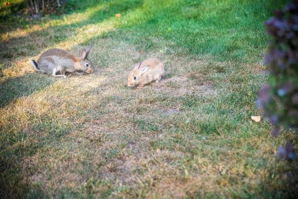 Дві Солодкі Кролики Ходять Лузі Їдять Траву Весняний Фон Місцем — стокове фото