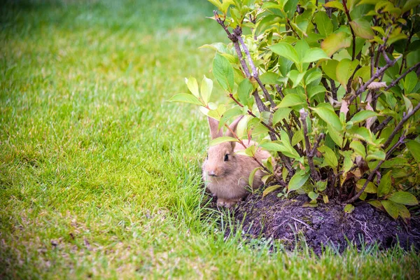 Милий Сірий Кролик Ховається Під Зеленими Кущами Парку Біля Трав — стокове фото