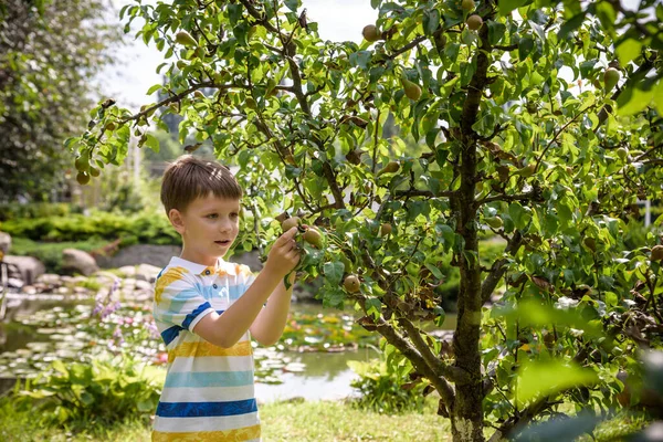 Niño Pequeño Está Pie Debajo Peral Mirando Una Pera Cosecha — Foto de Stock