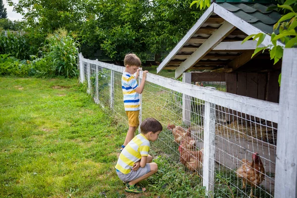 Two Little Boys Feeding Domestic Hens Chicken Coop Sunny Spring — Stock Photo, Image