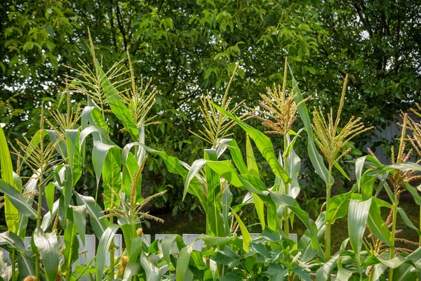 Maispflanzenkopf Mit Rotem Kreisel Öko Pflanzennahrung — Stockfoto