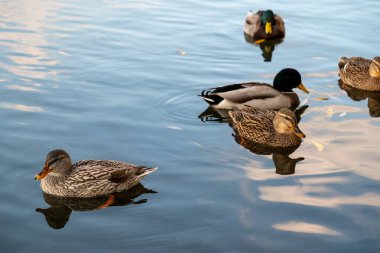 Farklı yönlere bakan bir grup yaban domuzu..