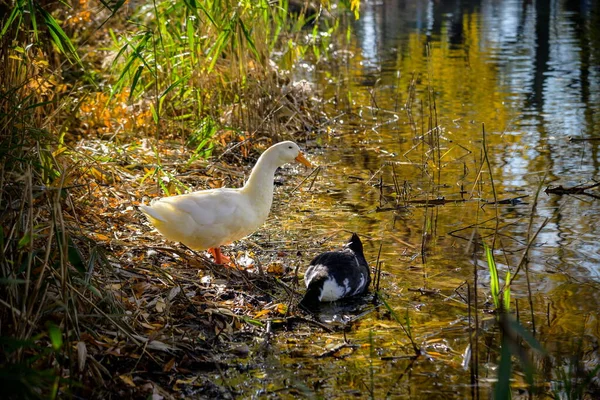 白色鸭子站立在池塘或湖旁边与散景背景 — 图库照片