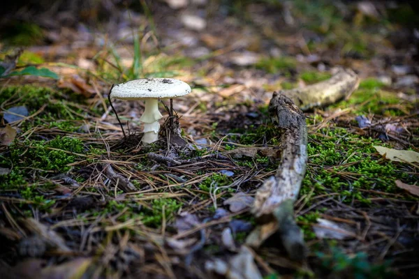 버섯은 계절의 자연적 배경입니다 비오는 버섯따기 — 스톡 사진