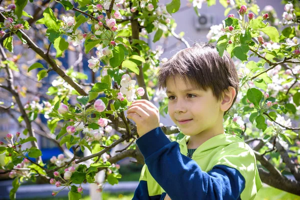Bahar bahçesinde elma açan çocuk..