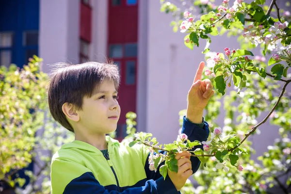 Семирічний Хлопчик Дивиться Квітуче Дерево Навесні Вдень — стокове фото