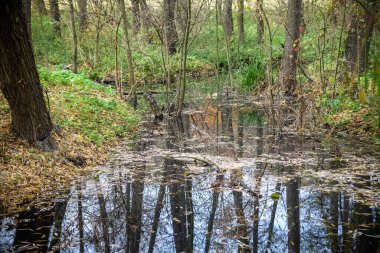 Sonbahar ormanında vahşi bir gölet. Sonbahar orman göleti. Sonbahar sahnesindeki orman göleti yansıması. Sonbahar orman göleti yansıması.