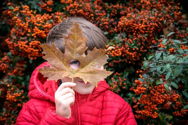 The boy looking through the hole heart-shaped in the maple leaf. Back to school. Autumn concept. Good vision concept.