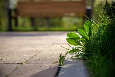 Kırık Caddesi üzerinde büyüyen ekoloji bitki ağaç ve çevre kuraklık.