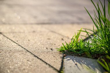 Kırık Caddesi üzerinde büyüyen ekoloji bitki ağaç ve çevre kuraklık.