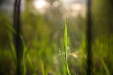 Açık kırmızı ve yeşil arkaplanda yabani çiçekler.