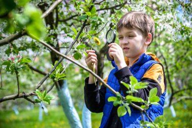 Büyüteçle çiçek arayan küçük çocuk. Doğayı keşfeden büyüleyici bir okul çocuğu. Büyüteçle bahar kiraz çiçeklerini keşfeden çocuk. Genç biyolog, meraklı çocuk açık hava etkinliği.