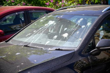 Araba ile kuş pisliklerini, kötü Park kavramı çok başlık.