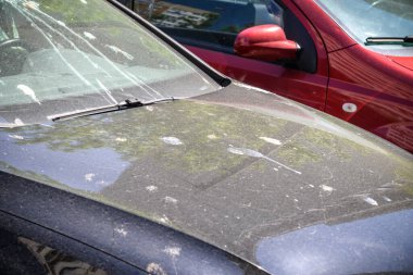 Araba ile kuş pisliklerini, kötü Park kavramı çok başlık.