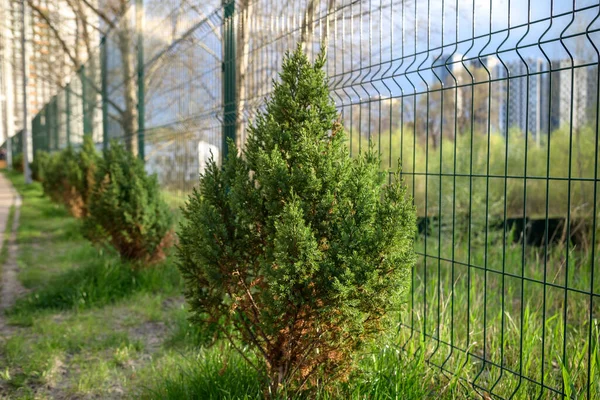 Skyrocket Junipers hedges as house green fence from street side.