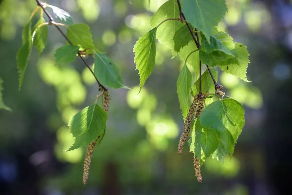 Birch branches with fresh green leaves and seeds. The branch of a birch close up with green leaves and drooping catkins. Selective focus. Birch tree branch, Betula pendula.