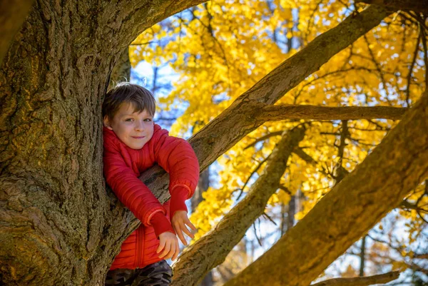 Portrait Cute Kid Boy Sitting Big Old Tree Sunny Day — Foto de Stock