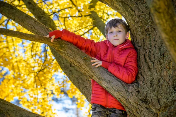 Portrait Cute Kid Boy Sitting Big Old Tree Sunny Day — Foto de Stock