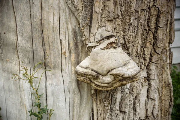 fungus is a parasite growing on a tree. the tree trunk is covered with tinder mushroom