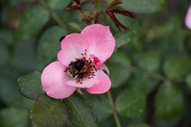 Pembe bir çiçekte yaban arısı