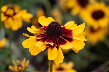 Bir ayçiçeği tomurcuk makro atış