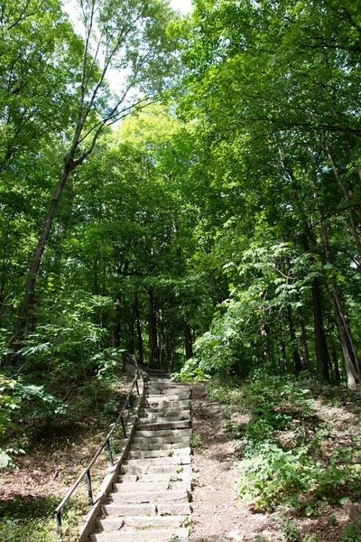 Randonnée Dans Une Forêt — Photo