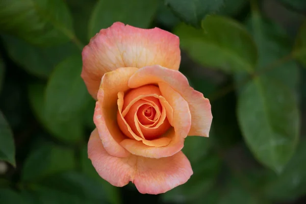 Eine Makroaufnahme Einer Orangen Rose — Stockfoto