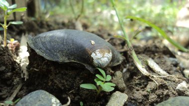 Salyangoz ve çimen... 124; keong dan rumput