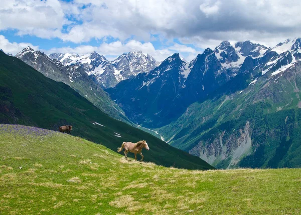 Rennende Paarden Langs Klif — Stockfoto