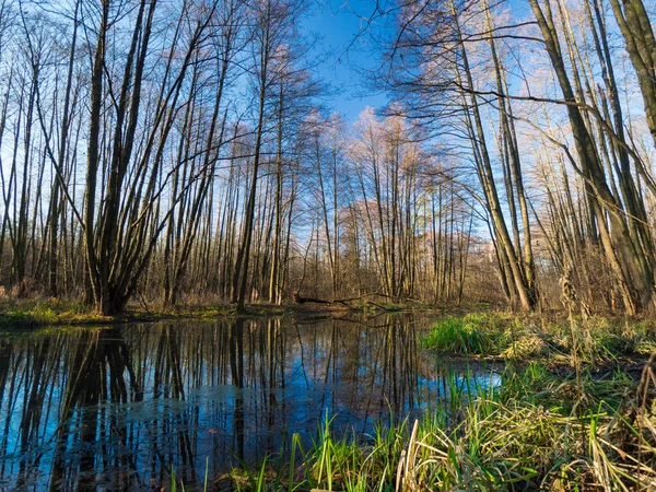 Forest Gölü. Ormanda bataklık. Bahar günü