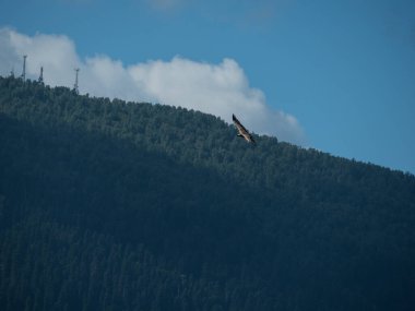 Dağ kartalı gökyüzünde süzülüyor 