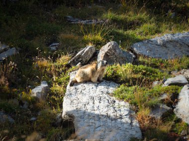 Marmot güneşli bir günde taşların üzerinde güneşleniyor.