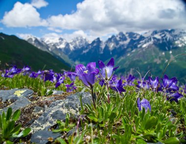 Mavi ve leylak çiçekleri (timsahlar), Gürcistan dağlarının arka planına ve bulutlu gökyüzüne karşı. Svaneti. Georgia