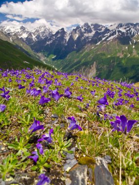 Mavi ve leylak çiçekleri (timsahlar), Gürcistan dağlarının arka planına ve bulutlu gökyüzüne karşı. Svaneti. Georgia