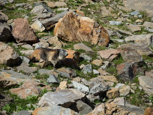 Marmot güneşli bir günde taşların üzerinde güneşleniyor.