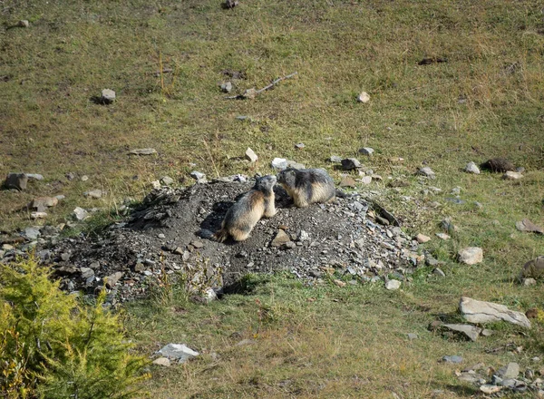 Aşık dağ sıçanları güneşli bir günde yuvanın yakınında oynarlar.