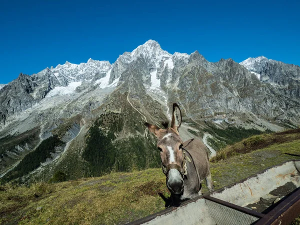 Mont Blanc 'ın arka planına karşı güzel bir eşek. Vahşi bir hayvan ellerinden yemeye çalışır.. 