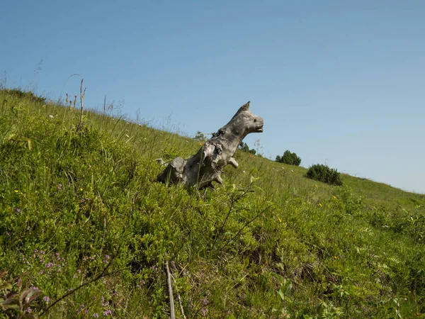 Küçük bir ejderhaya ya da dinozora benzeyen inanılmaz bir ağaç kökü. Bir hayvana benzeyen ağaç kütüğü. 
